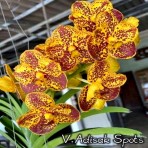 Vanda Adisak Spots-Flowering Size